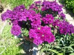 IMG_20150612_121539.jpg