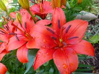 DSCF9052.webp