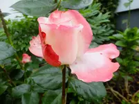 DSCF9065.webp