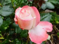 DSCF9069.webp