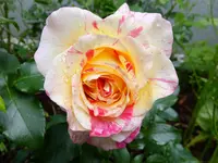 DSCF9073.webp