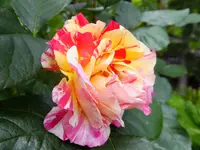 DSCF9059.webp