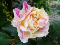 DSCF9074.webp