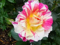 DSCF9075.webp