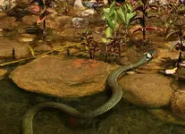 Ringelnatter im Teich1_800.webp