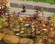 Spatz_Ringelnatter_bissi groß für Regenwurm_700.webp