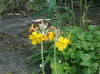 Primula bulleyana.webp