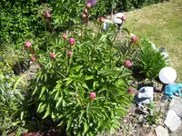 100_1750.webp