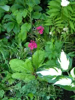 DSCN9066.webp