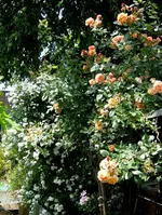 IMG_5158.webp