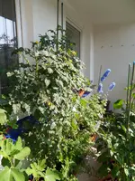 SDC12567.webp