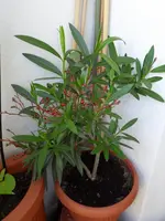 SDC12579.webp