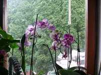 P1090488.webp