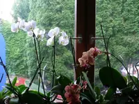 P1090490.webp