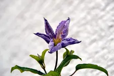 Blue Angel_6377.webp