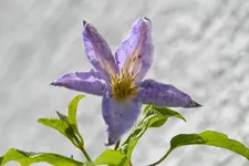 Blue Angel_6379.webp