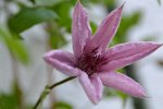 Hagley Hybrid_6373.JPG