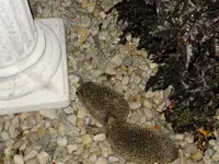 DSCF9162.webp