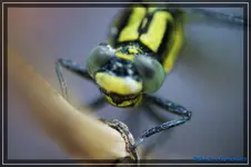 comp_DSC03748.webp