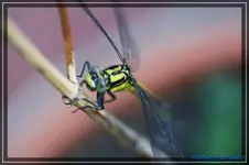 comp_DSC03750.webp