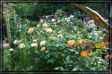 comp_DSC03753.webp