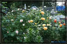 comp_DSC03754.webp