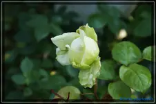 comp_DSC03755.webp