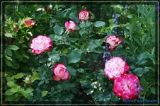 comp_DSC03757.webp