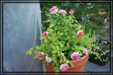 comp_DSC03761.webp