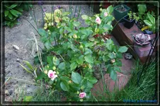 comp_DSC03763.webp