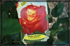 comp_DSC03766.webp