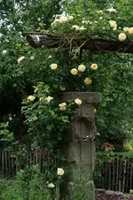 Rosenb. links Alchimyst.webp