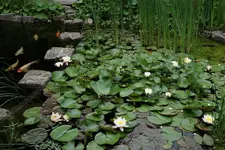 Seerosen &Koi.webp