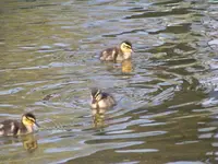 100_5968.webp