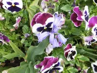 Bilda013.webp