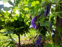 DSCF9020.webp