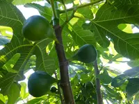 DSCF9047.webp