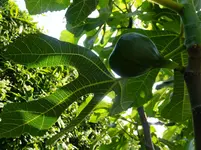 DSCF9049.webp
