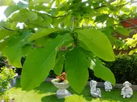DSCF9054.webp