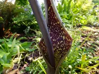 DSCF9118.webp