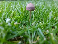 DSCF9136.webp