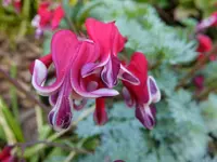 DSCF9144 (2).webp
