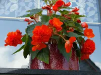 DSCF9036.webp