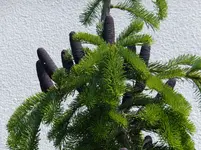 DSCF9005.webp