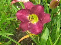 IMG_prairie blue eye2_1067x800.webp
