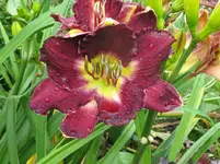 IMG_prairie blue eyes _1067x800.webp
