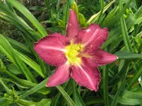 IMG_prairie blue eyes_1067x800.webp