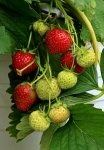 Erdbeeren_rot_grün3_800.JPG