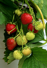 Erdbeeren_rot_grün3_800.webp