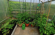 GWH_Tomaten_Chili_Gurken_grün_700.webp